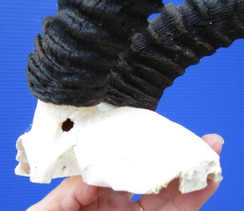 Male Springbok Skull Plate (tiny hole in back) with 11 inches Horns for $39.99