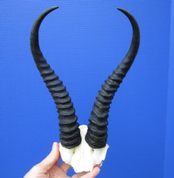 Male Springbok Skull Plate with 10-1/4 and 10-1/2 inches Horns for $39.99