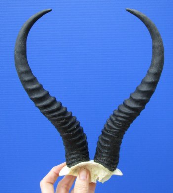 Male Springbok Skull Plate with 10-1/4 and 10-1/2 inches Horns for $39.99