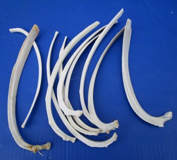 10 Wild Boar Rib Bones 9-1/2 to 13 inches for $1.00 each