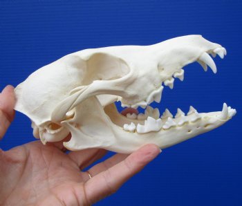 6-1/2 by 3-1/4 inches Real African Black-Backed Jackal Skull (Missing few teeth) for $79.99