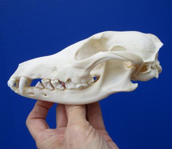 6-1/2 by 3-1/4 inches Real African Black-Backed Jackal Skull (Missing few teeth) for $79.99