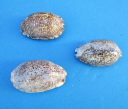 Arabica Cowry Shells <font color=red> Wholesale</font>, 1-1/2 to 2 inches - 600 @ .16 each
