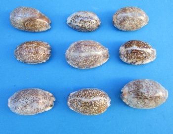 Arabica Cowry Shells, 2 to 2-1/2 inches - 25 @ .48 each; 50 @ .43 each