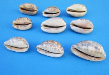 Arabica Cowry Shells, 2 to 2-1/2 inches - 25 @ .48 each; 50 @ .43 each