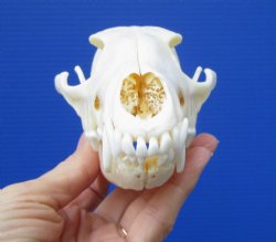 6-1/2 by 3-1/4 inches Real African Black-Backed Jackal Skull <font color=red> Good Quality</font> for $79.99