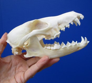 6-1/2 by 3-1/4 inches Real African Black-Backed Jackal Skull <font color=red> Good Quality</font> for $79.99