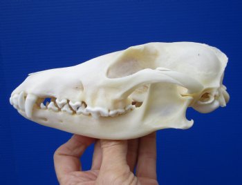 6-1/2 by 3-1/4 inches Real African Black-Backed Jackal Skull <font color=red> Good Quality</font> for $79.99