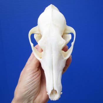 6-1/2 by 3-1/4 inches Real African Black-Backed Jackal Skull <font color=red> Good Quality</font> for $79.99