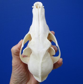 6-1/2 by 3-1/4 inches Real African Black-Backed Jackal Skull <font color=red> Good Quality</font> for $79.99