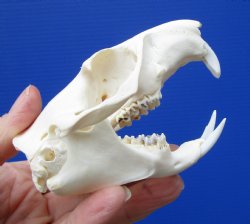 3-1/2 Inches American Groundhog Skull for Sale, Woodchuck Skull for $36.99
