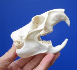 3-3/4 Inches American Groundhog Skull for Sale, Woodchuck Skull for $36.99