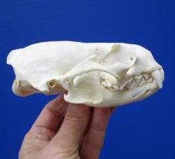 Authentic North American River Otter Skull 4-1/4 by 2-7/8 inches <font color=red> Grade A Quality</font> for $59.99