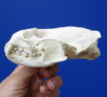 Authentic North American River Otter Skull 4-1/4 by 2-7/8 inches <font color=red> Grade A Quality</font> for $59.99