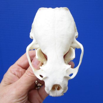 Authentic North American River Otter Skull 4-1/4 by 2-7/8 inches <font color=red> Grade A Quality</font> for $59.99