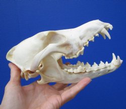 7-1/2 by 4 inches Real Coyote Skull for $39.99