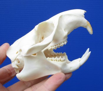 3-3/4 inches Real American Groundhog Skull, Woodchuck Skull <font color=red> Good Quality</font> for $36.99