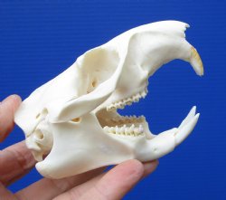 3-3/4 inches Real American Groundhog Skull, Woodchuck Skull <font color=red> Good Quality</font> for $36.99