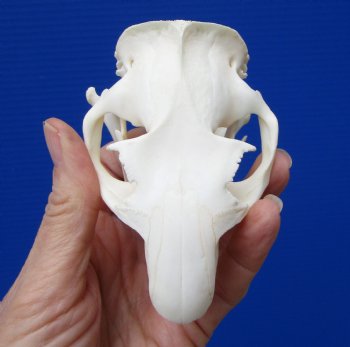 3-3/4 inches Real American Groundhog Skull, Woodchuck Skull <font color=red> Good Quality</font> for $36.99