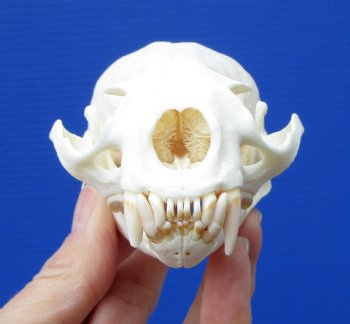 Authentic North American River Otter Skull 4 by 2-5/8 inches <font color=red> Grade A Quality</font> for $59.99