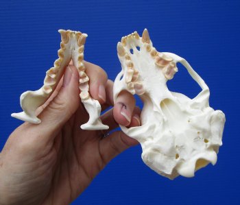 Authentic North American River Otter Skull 4 by 2-5/8 inches <font color=red> Grade A Quality</font> for $59.99