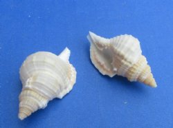 Real Reticulate Distorsio Shells (1" - 2"), Natural Craft Shells - 100 @ .14 each; 200 @ .13 each