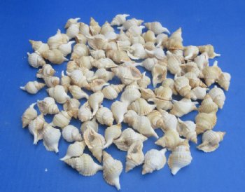 Real Reticulate Distorsio Shells (1" - 2"), Natural Craft Shells - 100 @ .14 each; 200 @ .13 each