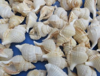 Real Reticulate Distorsio Shells (1" - 2"), Natural Craft Shells - 100 @ .14 each; 200 @ .13 each