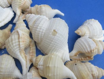 Real Reticulate Distorsio Shells (1" - 2"), Natural Craft Shells - 100 @ .14 each; 200 @ .13 each