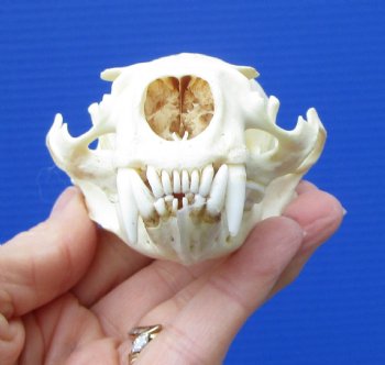 Real North American River Otter Skull 4-1/4 by 2-3/4 inches <font color=red> Grade A Quality</font> for $59.99