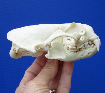 Real North American River Otter Skull 4-1/4 by 2-3/4 inches <font color=red> Grade A Quality</font> for $59.99