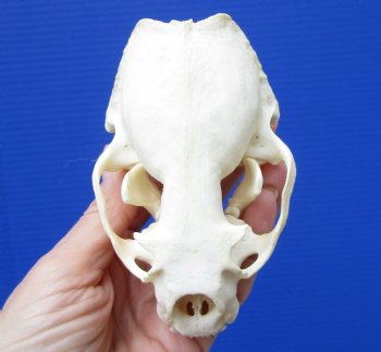 Real North American River Otter Skull 4-1/4 by 2-3/4 inches <font color=red> Grade A Quality</font> for $59.99