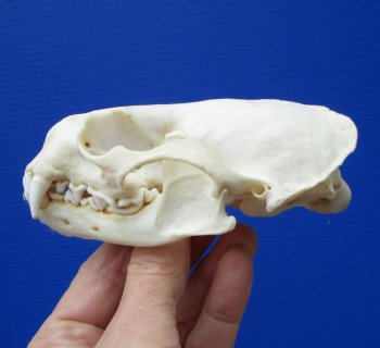 Real North American River Otter Skull 4-1/4 by 2-3/4 inches <font color=red> Grade A Quality</font> for $59.99