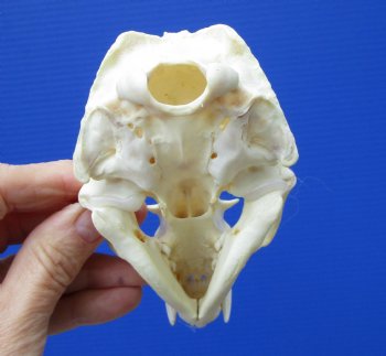 Real North American River Otter Skull 4-1/4 by 2-3/4 inches <font color=red> Grade A Quality</font> for $59.99