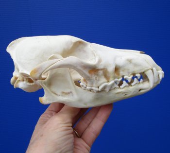 7-1/4 by 3-1/2 inches North American Coyote Skull (repaired nose bridge) for $29.99