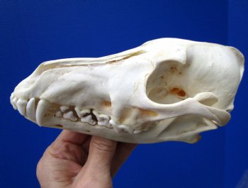 7-1/4 by 3-1/2 inches North American Coyote Skull (repaired nose bridge) for $29.99