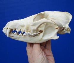 7-3/4 by 3-3/4 inches Real North American Coyote Skull for $39.99