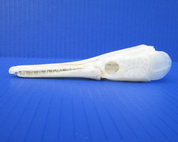 5-1/2 inches long Authentic Spotted Garfish Skull for <font color=red>$49.99</font> Plus $8.00 Postage