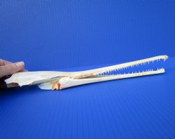 13 inches Authentic Needle Nose Gar Fish Skull <font color=red> With Razor Sharp Teeth</font> for $69.99