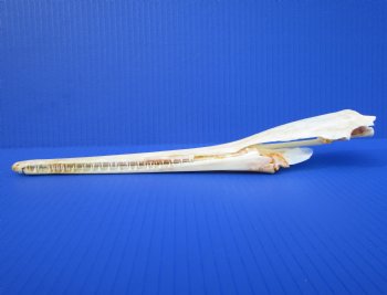 13 inches Authentic Needle Nose Gar Fish Skull <font color=red> With Razor Sharp Teeth</font> for $69.99