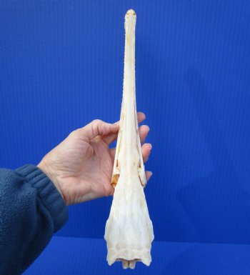 13 inches Authentic Needle Nose Gar Fish Skull <font color=red> With Razor Sharp Teeth</font> for $69.99