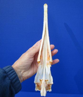 13 inches Authentic Needle Nose Gar Fish Skull <font color=red> With Razor Sharp Teeth</font> for $69.99