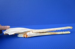 13 inches Authentic Needle Nose Gar Fish Skull <font color=red> With Razor Sharp Teeth</font> for $69.99