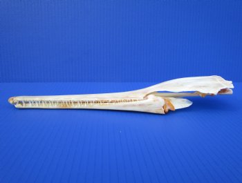 13 inches Authentic Needle Nose Gar Fish Skull <font color=red> With Razor Sharp Teeth</font> for $69.99