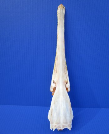 13 inches Authentic Needle Nose Gar Fish Skull <font color=red> With Razor Sharp Teeth</font> for $69.99