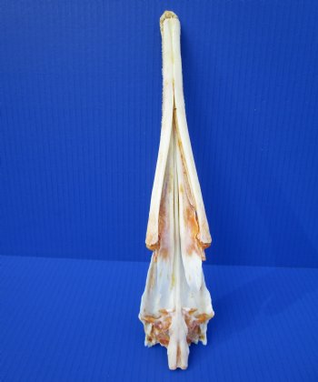 13 inches Authentic Needle Nose Gar Fish Skull <font color=red> With Razor Sharp Teeth</font> for $69.99