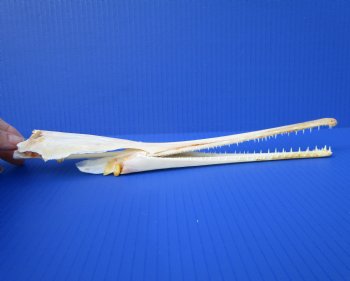 12-1/2 inches Authentic Longnose Gar Skull <font color=red> With Razor Sharp Teeth</font> for $69.99