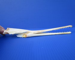 12-1/2 inches Authentic Longnose Gar Skull <font color=red> With Razor Sharp Teeth</font> for $69.99