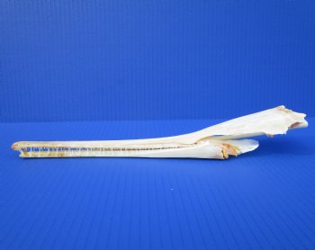 12-1/2 inches Authentic Longnose Gar Skull <font color=red> With Razor Sharp Teeth</font> for $69.99