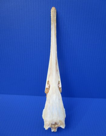 12-1/2 inches Authentic Longnose Gar Skull <font color=red> With Razor Sharp Teeth</font> for $69.99